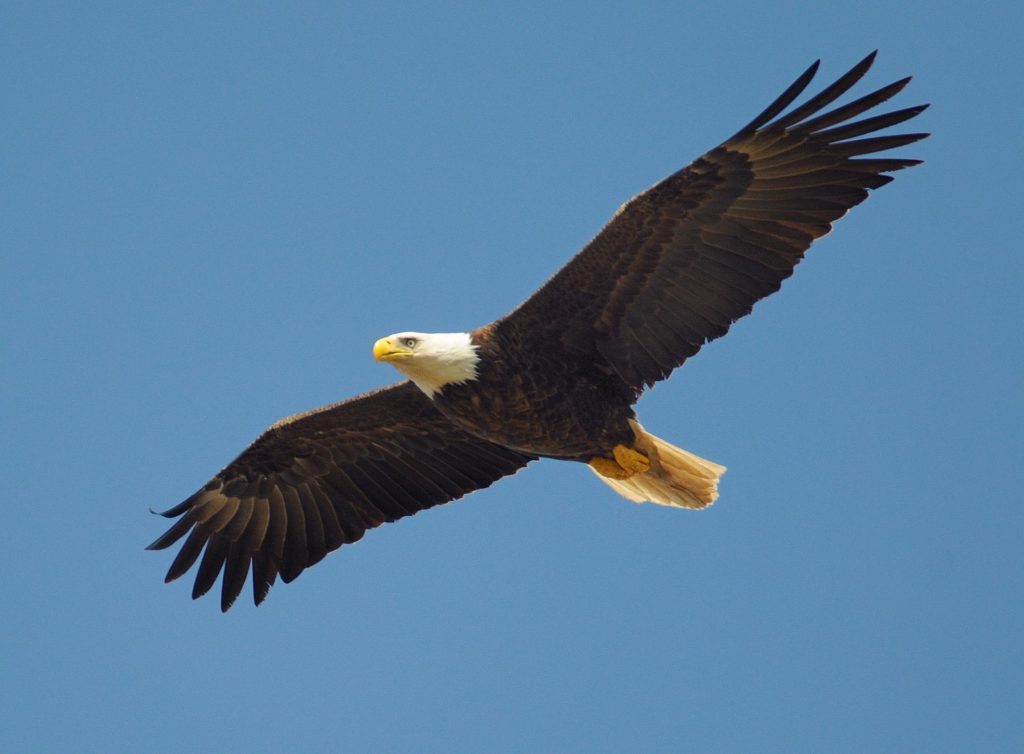 Eagle flying in the sky